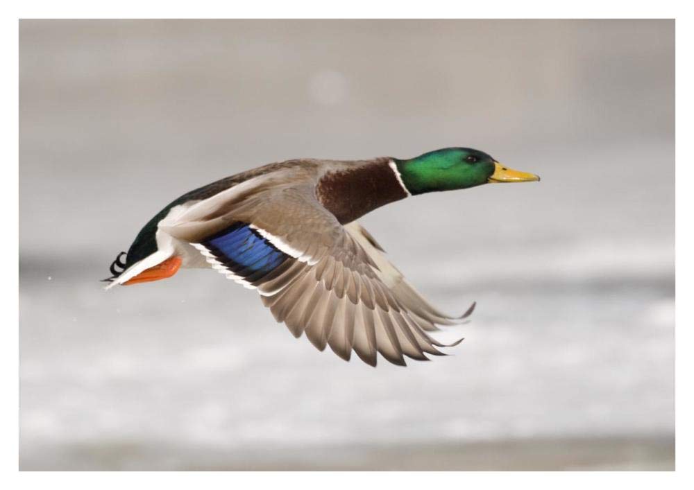 Mallard Male Flying, Belle Isle Park, Michigan-Paper Art-38X26