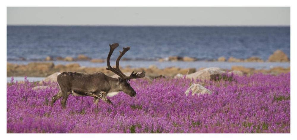 Caribou Male In A Field Of Fireweed, Hudson Bay, Canada-Paper Art-46,,X21.8,,