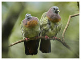 Pink-Necked Green-Pigeon Pair, Jurong Bird Park, Singapore-Paper Art-50,,X38,,