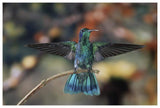 Green Violet-Ear Hummingbird, Perched On Branch, Monteverde Cloud Reserve, Costa Rica-Paper Art-62,,X42,,