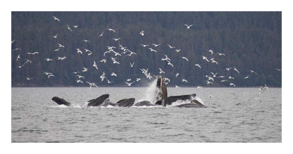 Humpback Whale Bubble Net Feeding Near Juneau With Seagulls Stealing Fish, Alaska-Paper Art-26,,X14,,