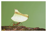 Leafcutter Ant Carrying Leaf, Costa Rica-Paper Art-38X26
