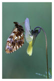 Weaver'S Fritillary Adult On Pansy Europe-Paper Art-26,,X38,,