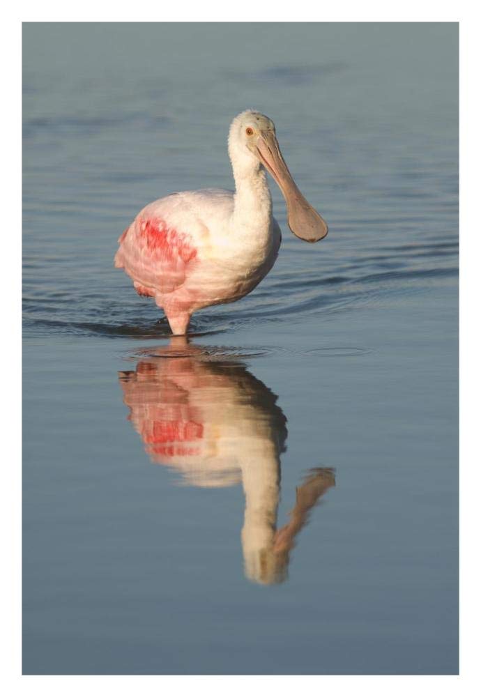 Roseate Spoonbill Wading, Fort Myers Beach, Florida-Paper Art-22X32