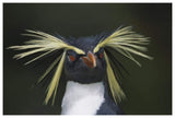 Rockhopper Penguin Portrait, Gough Island, South Atlantic-Paper Art-62,,X42,,