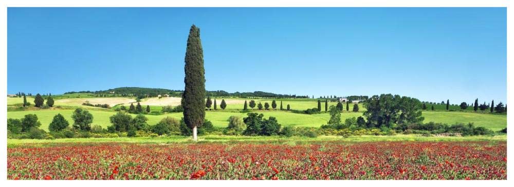 Cypress In Poppy Field, Tuscany, Italy-Paper Art-74,,X26,,