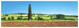Cypress In Poppy Field, Tuscany, Italy-Paper Art-74,,X26,,