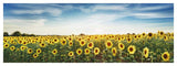 Sunflower Field, Plateau Valensole, Provence, France-Paper Art-56,,X20,,