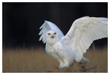 Snowy Owl Adult, Circumpolar Species, British Columbia, Canada-Paper Art-50,,X34,,