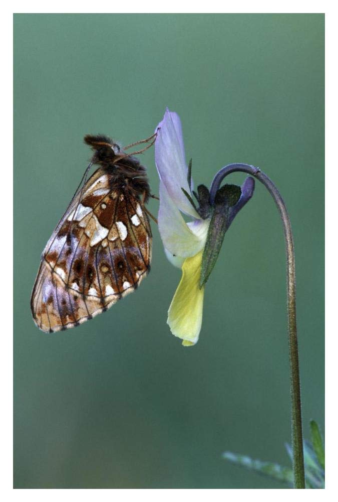 Weaver'S Fritillary Adult On Pansy Europe-Paper Art-14,,X20,,