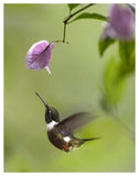 Purple-Throated Woodstar Hummingbird Hovering Near Bougainveillea Flower, Ecuador-Paper Art-38,,X50,,