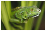 Green Iguana Amid Green Leaves, Roatan Island, Honduras-Paper Art-50,,X34,,