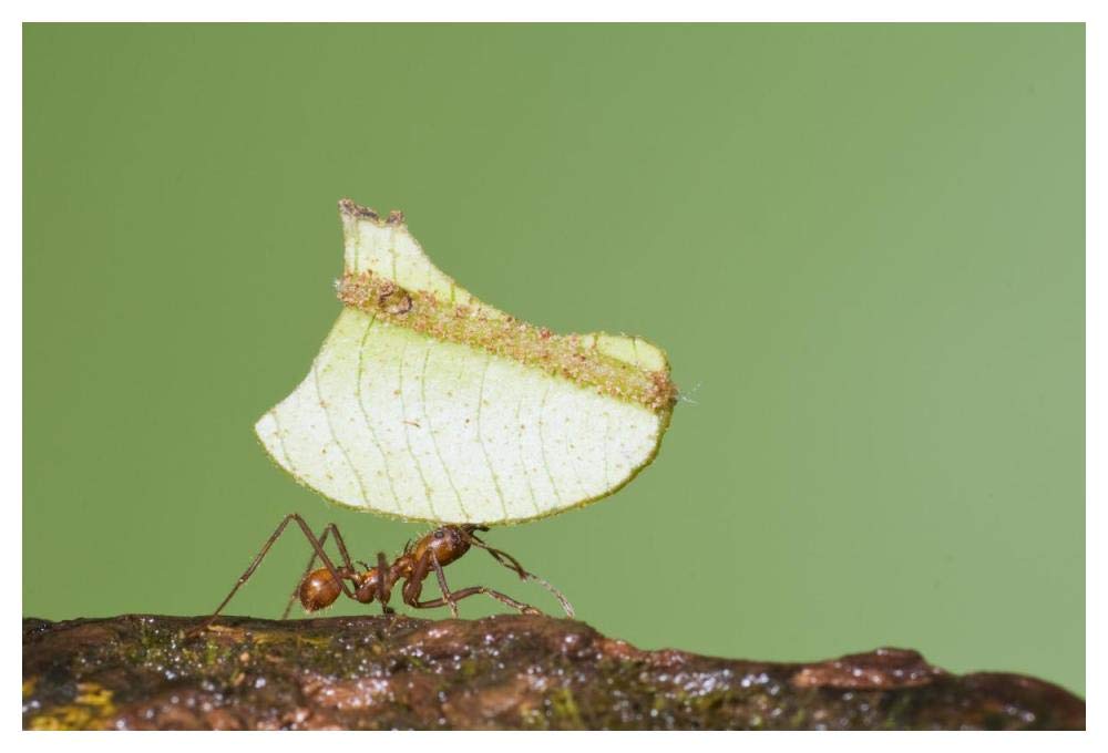 Leafcutter Ant Carrying Leaf, Costa Rica-Paper Art-50X34