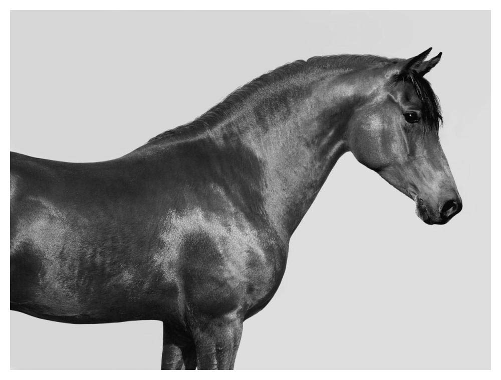 Orpheus, Arab Horse-Paper Art-50,,X38,,