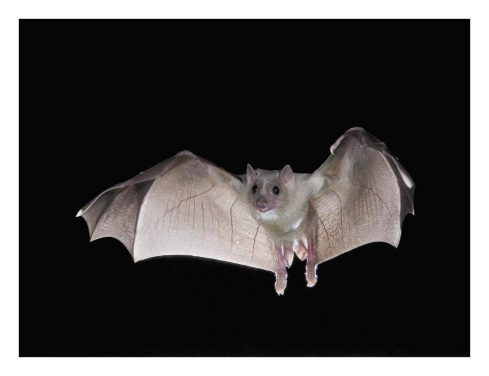 Egyptian Fruit Bat Flying, Michigan-Paper Art-26X20