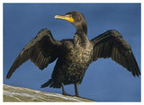Double-Crested Cormorant Drying Its Wings, North America-Paper Art-50,,X38,,