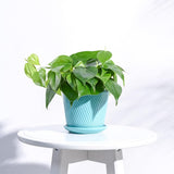 Ugaoo Spiro Ceramic Pot For Indoor Plants (4 Inch, Terquess Blue)