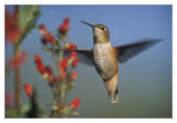 Rufous Hummingbird Feeding On The Nectar Of A Desert Figwort New Mexico-Paper Art-20,,X14,,