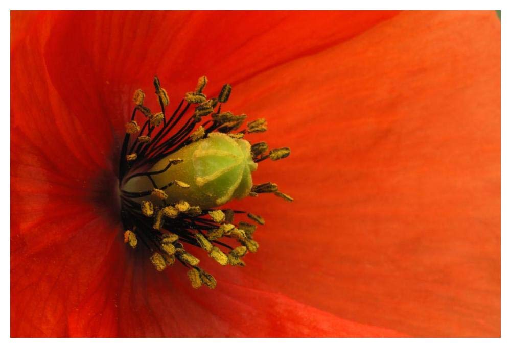 Long-Headed Poppy, Netherlands-Paper Art-50,,X34,,