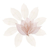 ATORSE 100Pcs Natural Magnolia Skeleton Leaf Leaves Card Scrapbook White and CoffeeCrafts|Scrapbooking & Paper Crafts|Scrapbooki