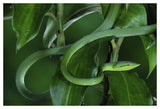 Green Vine Snake Camouflaged Among Rainforest Leaves, Costa Rica-Paper Art-50,,X34,,