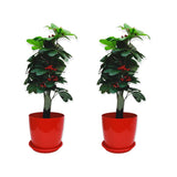 12 Inch Pots For Plants With Supporting Plate (Tray/Saucer), Red Color, Pack Of Each 2 Nos