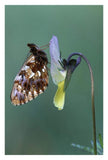 Weaver'S Fritillary Adult On Pansy Europe-Paper Art-22,,X32,,