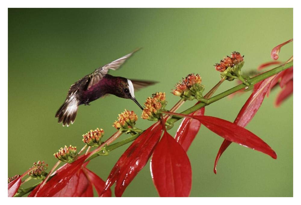 Snowcap A Hummingbird, Feeding On Madder Flowers In Rainforest, Costa Rica-Paper Art-20,,X14,,