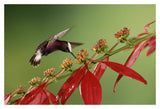 Snowcap A Hummingbird, Feeding On Madder Flowers In Rainforest, Costa Rica-Paper Art-20,,X14,,