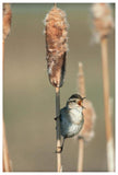 Marsh Wren Singing While Perching On A Common Cattail, North America-Paper Art-42,,X62,,