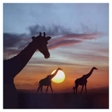 Giraffe Trio At Sunrise, Masai Mara, Kenya, Composite Image-Paper Art-38,,X38,,