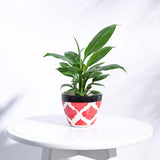 Ugaoo Apple Rose Red Ceramic Pot Diameter 3.8 Inch | Ceramic Planter For Home, Office, Garden, Balcony | Ceramic Flower Pot Fo