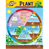 Life Cycle of A Plant Chart [Set of 3]