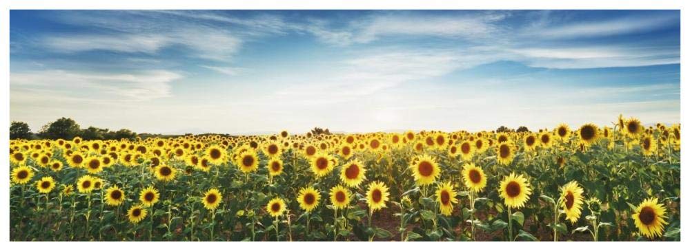 Sunflower Field, Plateau Valensole, Provence, France-Paper Art-74,,X26,,