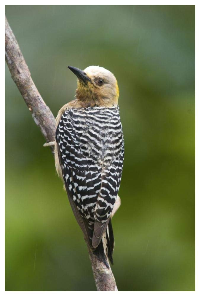 Hoffmann'S Woodpecker, Costa Rica-Paper Art-42X62