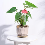 Ugaoo Prism Ceramic Pot |Indoor Ceramic Planter For Home, Office, Garden, Balcony Rose (5 Inch)