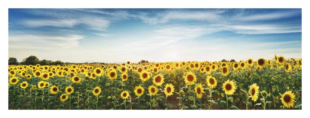 Sunflower Field, Plateau Valensole, Provence, France-Paper Art-38,,X14,,