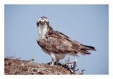 Osprey Adult Perching On Nest, Baja California, Mexico-Paper Art-26,,X18,,