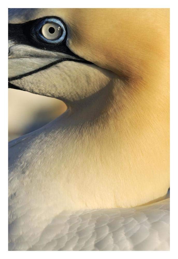 Northern Gannet Up Close, Saltee Islands, Ireland-Paper Art-22,,X32,,