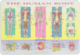 SALES4LESS Learning Human Body Placemat