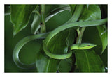 Green Vine Snake Camouflaged Among Rainforest Leaves, Costa Rica-Paper Art-26,,X18,,