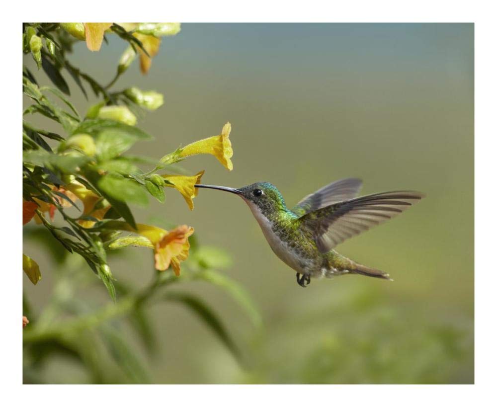Andean Emerald Hummingbird Feeling On Yellow Flower, Ecuador-Paper Art-22,,X18,,