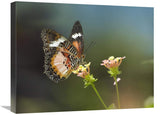 Nymphalid Butterfly Feeding On Flower Nectar, Native To Asia-Canvas Art-24X18