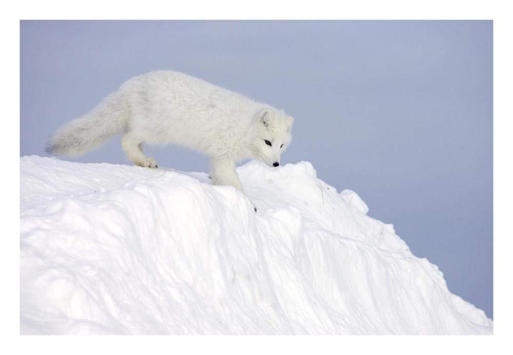 Arctic Fox On Snow Drift, Tundra, Arctic-Paper Art-26,,X18,,