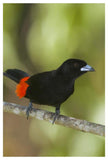 Scarlet-Rumped Tanager Male, Costa Rica-Paper Art-34X50
