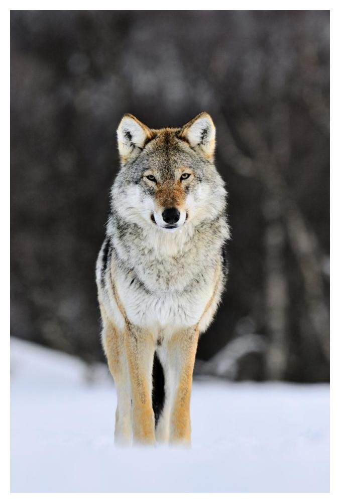 Gray Wolf Standing In The Snow, Norway-Paper Art-34,,X50,,