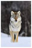Gray Wolf Standing In The Snow, Norway-Paper Art-34,,X50,,