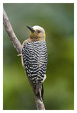 Hoffmann'S Woodpecker, Costa Rica-Paper Art-14X20