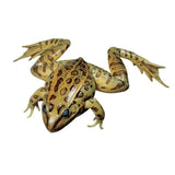 Frey Choice Preserved Grass Frogs - Single Injected - 4 4.5 Inches - Pack Of 10