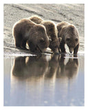 Grizzly Bear Mother And Yearling Cubs Drinking, Katmai National Park, Alaska-Paper Art-24,,X30,,